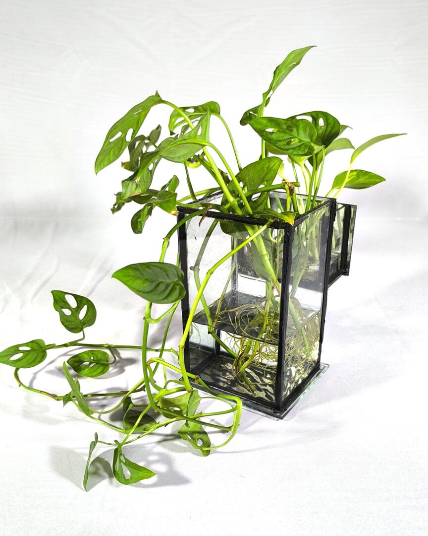 Florero / Propagador de esquejes doble - Imagen 2