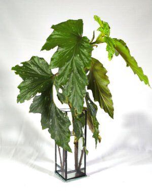 Florero + Begonia