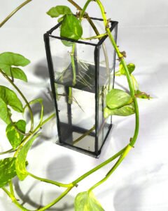 Florero / Propagador de esquejes