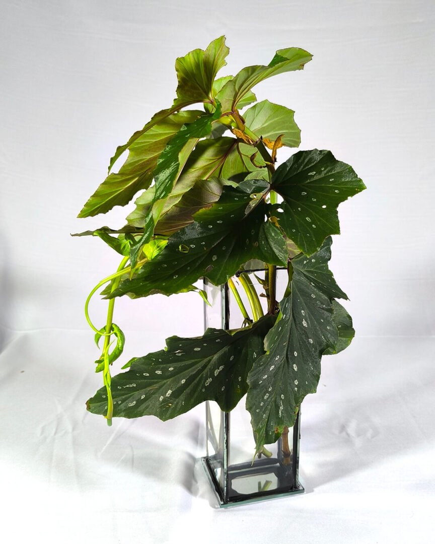 Florero / Propagador de esquejes - Imagen 2