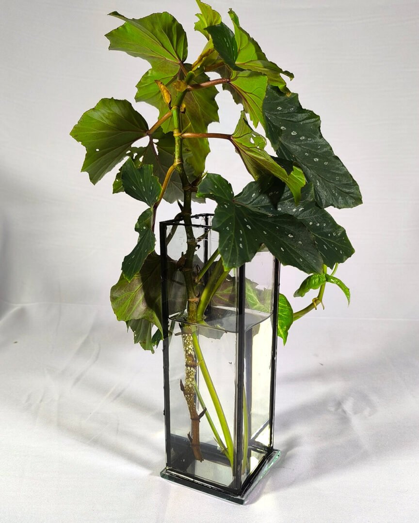 Florero / Propagador de esquejes - Imagen 3