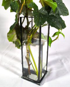 Florero / Propagador de esquejes