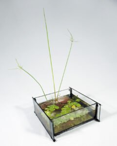 Aquaglifo I