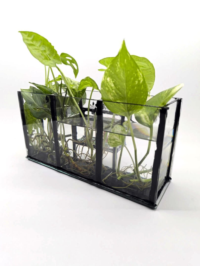Florero / Propagador de esquejes triple - Imagen 3