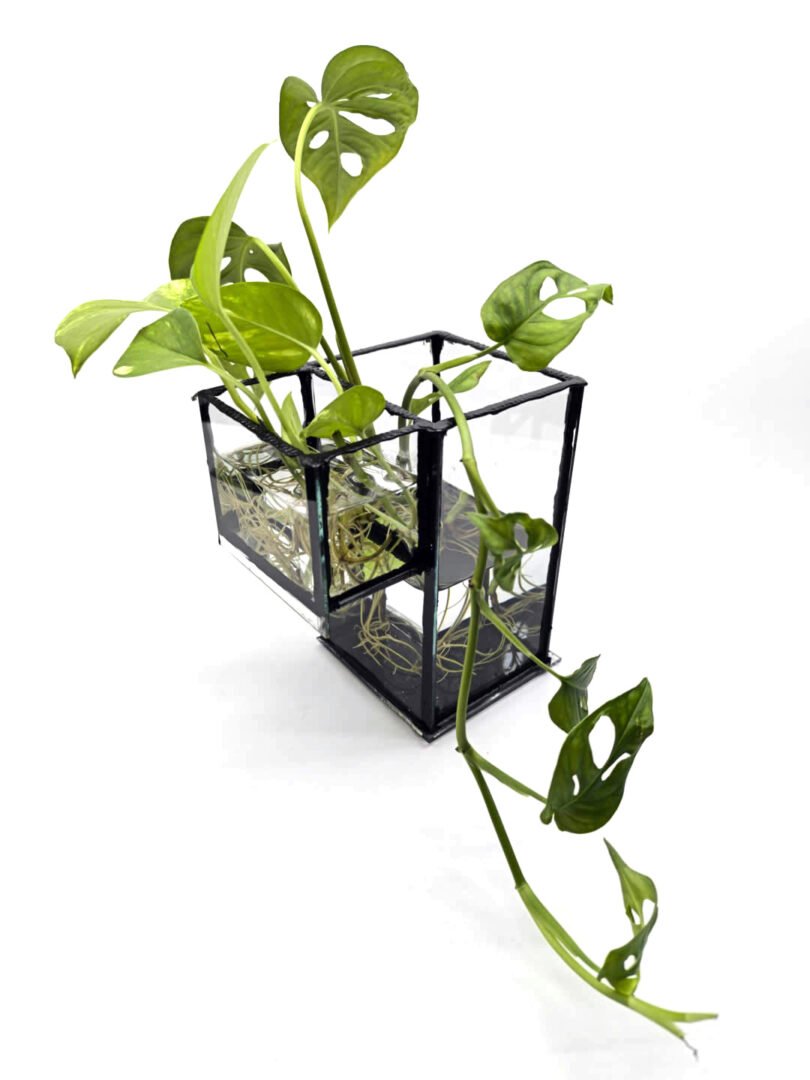 Florero / Propagador de esquejes doble - Imagen 5